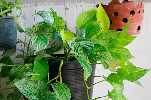 11 plantas para purificar el aire dentro de casa 10