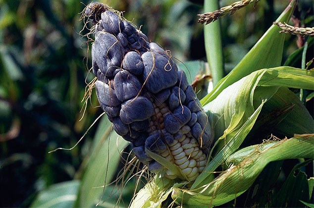 6 beneficios que debes conocer del huitlacoche u hongo de maíz
