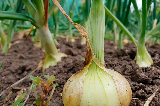 Cómo cultivar cebollas sin semillas en macetas