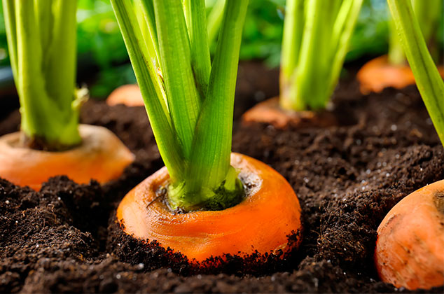 Cómo cultivar zanahorias en casa y en macetas
