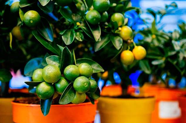 Cómo cultivar una planta de limones o limonero en maceta