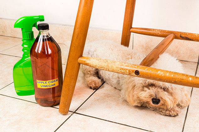 Enredo cura Lanzamiento 6 repelentes caseros para ahuyentar y evitar que los perros orinen en casa  | Cocina Vital