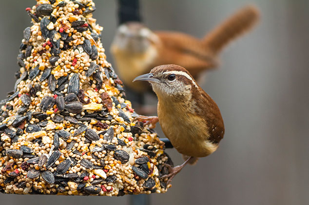 Qué poner en los comederos para aves y atraerlos al jardín