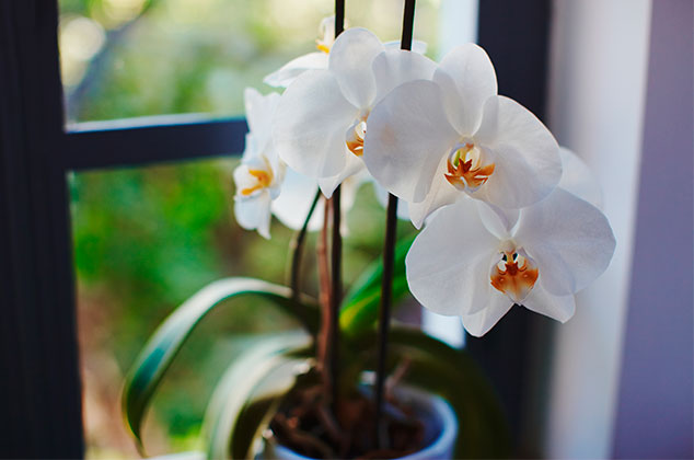 Cómo cuidar orquídeas en casa para evitar que se mueran