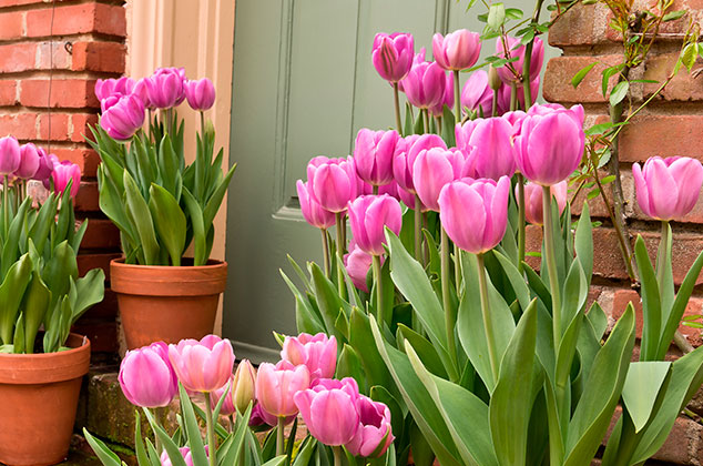 Cómo cuidar tulipanes en maceta correctamente