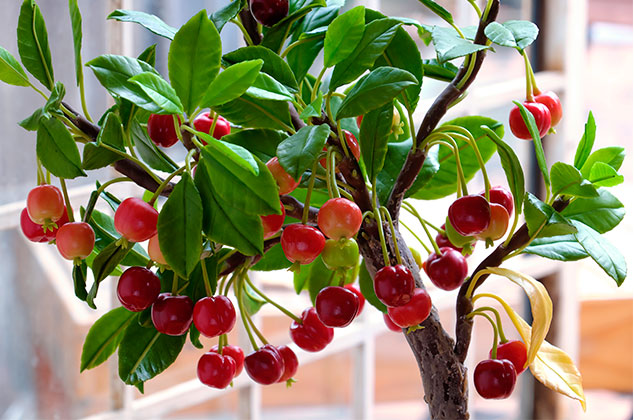 Cómo cultivar un árbol de cerezas en macetas fácilmente