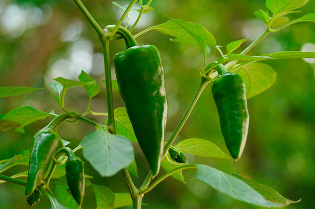 Cómo cultivar chiles poblanos en macetas