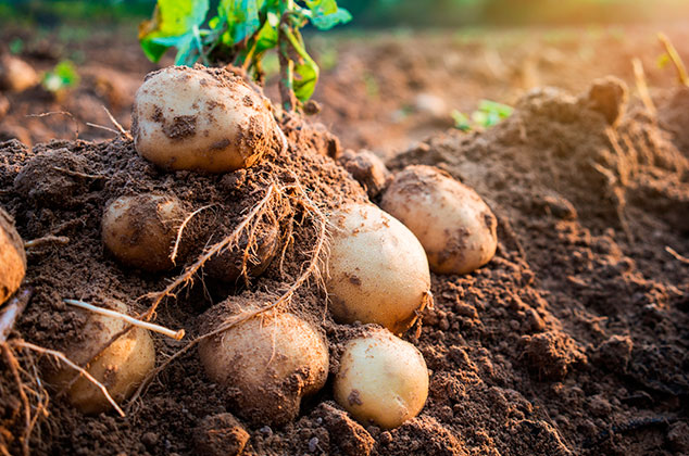 Cómo cultivar papas en maceta desde casa