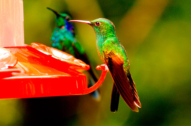 Cómo hacer néctar casero para colibríes y atraerlos al hogar