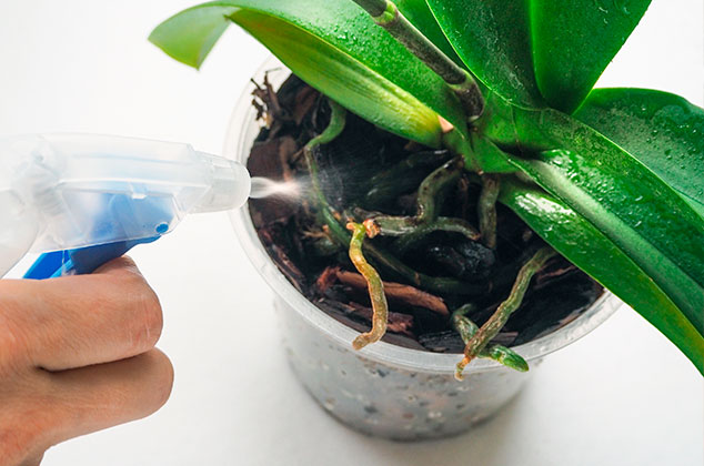 Cómo cuidar orquídeas en casa para evitar que se mueran