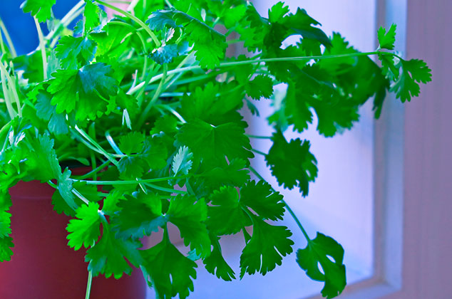 Cómo cultivar cilantro en macetas con o sin semillas