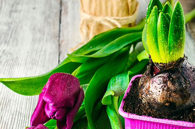 Cómo cultivar o plantar bulbos de tulipanes en maceta