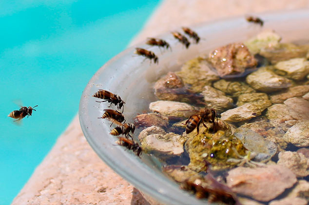 Cómo hacer un bebedero para abejas con canicas o piedras