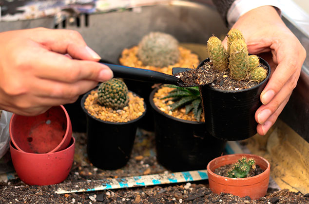 Cómo cuidar cactus pequeños en casa u oficina
