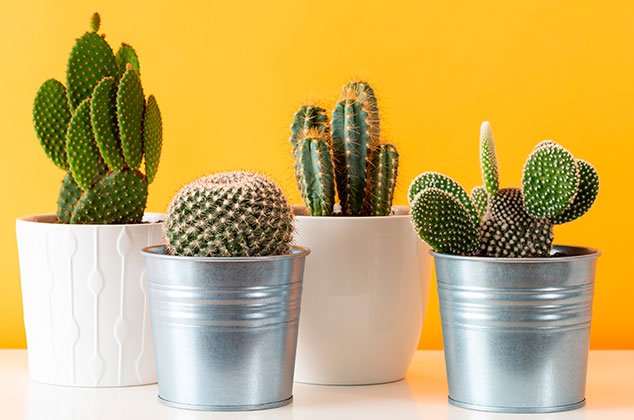 Cómo cuidar un cactus pequeño en casa u oficina