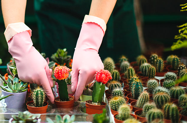 Cómo cuidar un cactus pequeño en casa u oficina