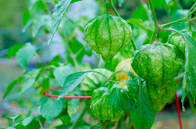 Cómo cultivar tomates verdes en macetas