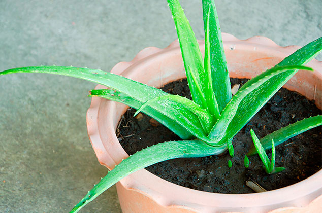 Como Cultivar Sabila O Aloe Vera Con Una Hoja Cocina Vital