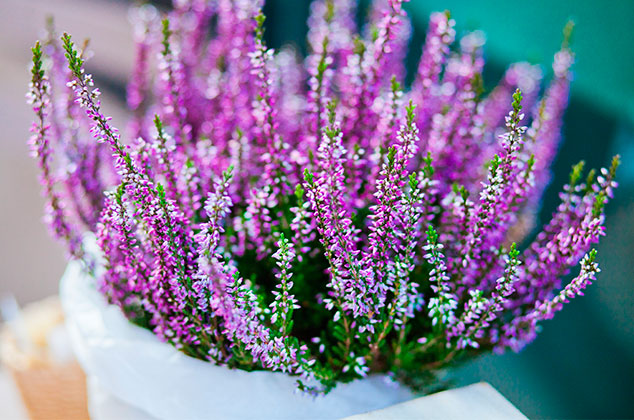 Cómo cultivar lavanda a partir de esquejes