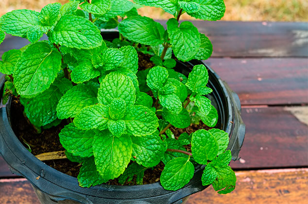 Cómo cultivar menta en casa con esquejes