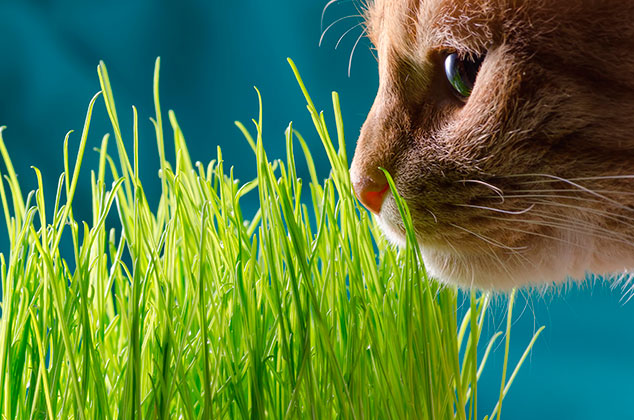 Cómo cultivar pasto o hierba para gatos, ¡es comestible!