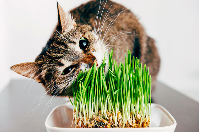 Cómo cultivar pasto o hierba para gatos, ¡es comestible!