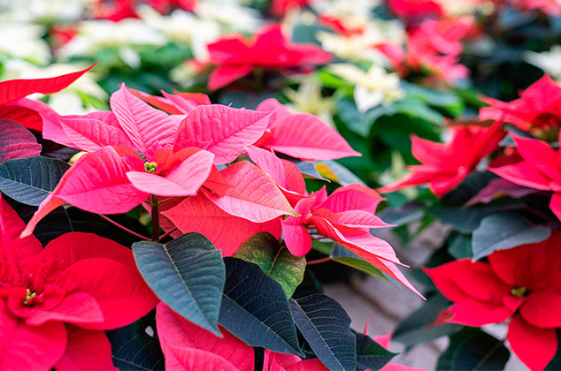 Conoce algunos beneficios de la Nochebuena, ¡la flor de Navidad!