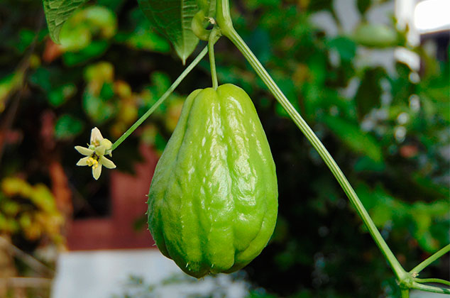 Cómo cultivar chayotes enteros en macetas desde casa