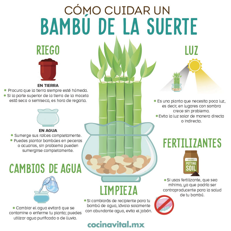Cómo cuidar un bambú de la suerte en agua o tierra