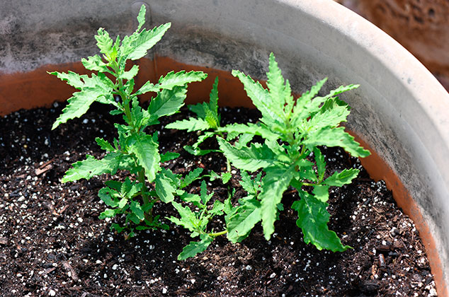 Cómo cuidar y cultivar epazote en casa