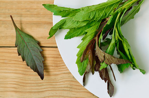 Cómo cuidar y cultivar epazote en casa 0