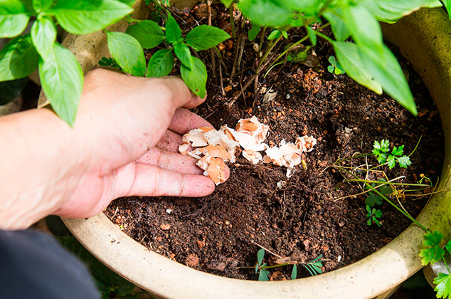 6 abonos naturales que ayudarán a fortalecer tus plantas