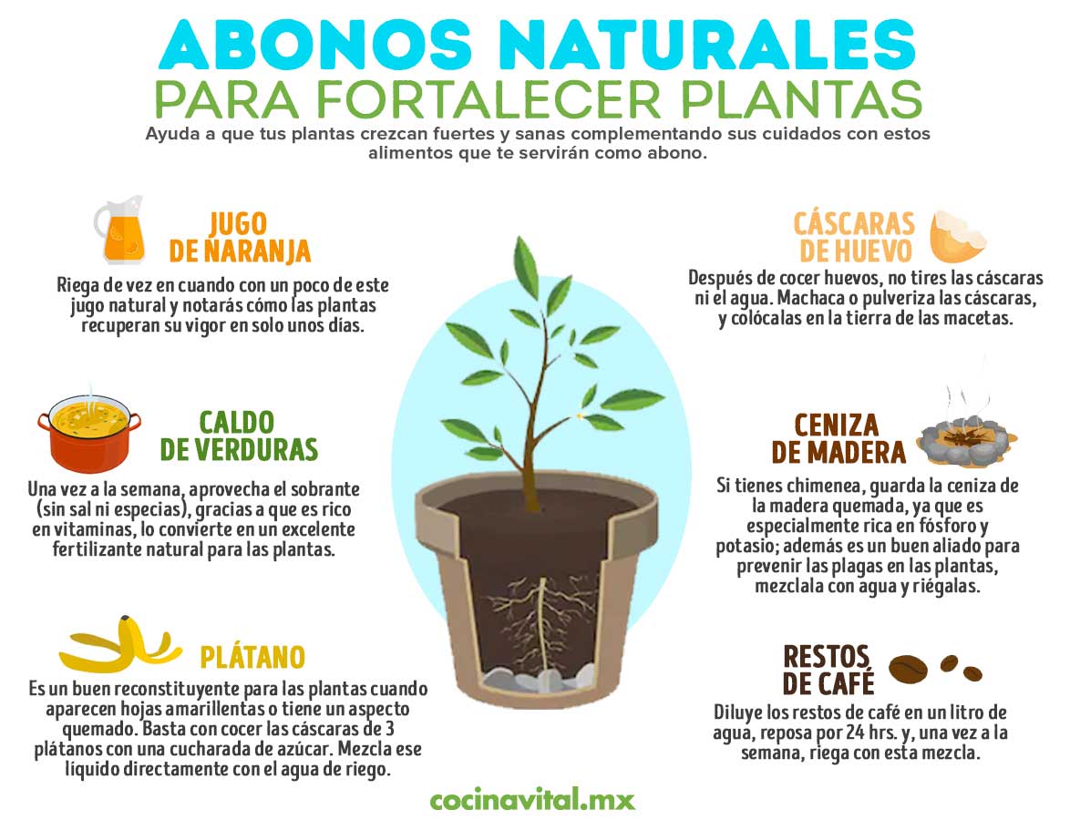 6 naturales que ayudarán a fortalecer tus plantas | Cocina Vital