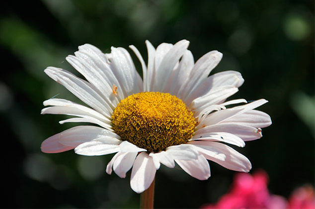 Cómo cuidar las flores margaritas en casa