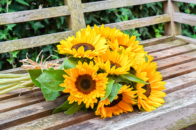 Cómo cuidar la flor de girasol en casa