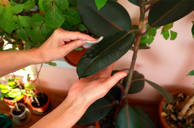 ¿Qué dicen las hojas de tus plantas sobre su salud?