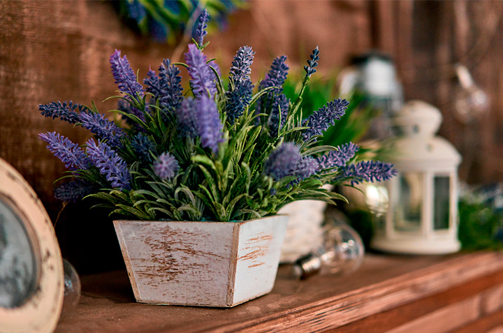 10 plantas que te ayudan a relajarte, ¡debes tenerlas en casa!