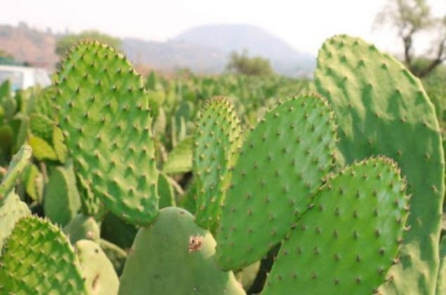 Por estas razones y beneficios debes comer raíz de nopal