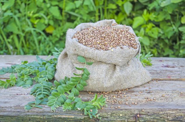 Cómo cultivar lentejas en casa