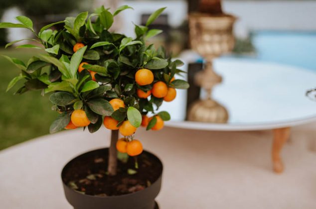Cómo sembrar mandarinas en casa