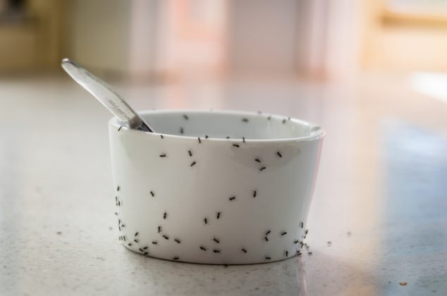5 inteligentes consejos de limpieza para evitar plagas en el hogar