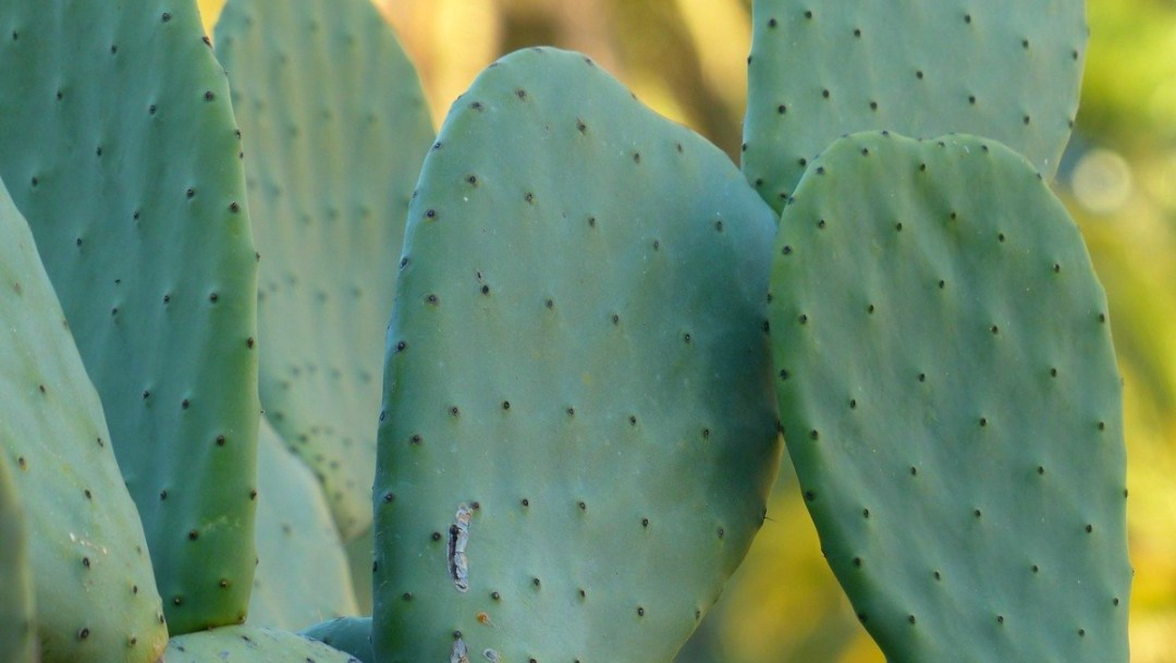 beneficios de la raíz de nopal