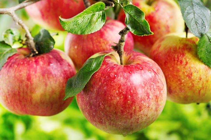 Cómo sembrar manzana