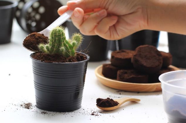 5 usos del café en las plantas