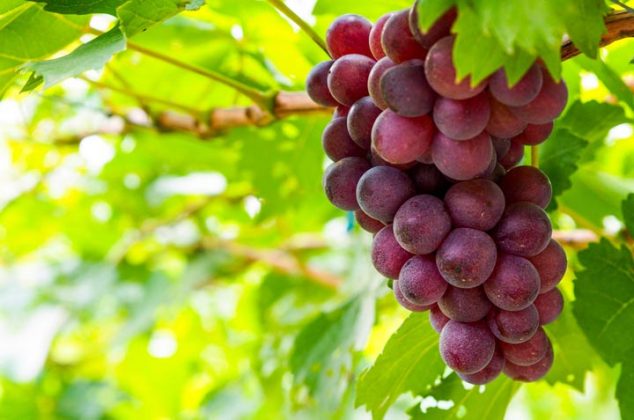 Cómo cultivar uvas en casa