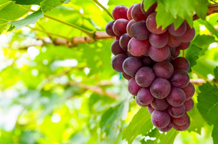 petróleo crudo étnico Perforación Cómo cultivar uvas en casa | Cocina Vital