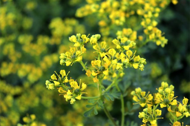 Cómo cultivar ruda en casa