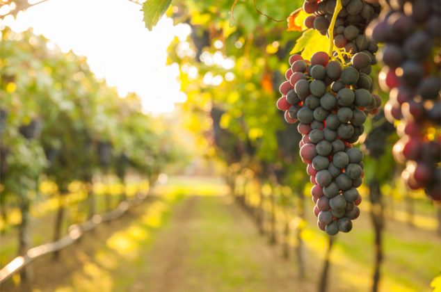 Beneficios y propiedades de la uva