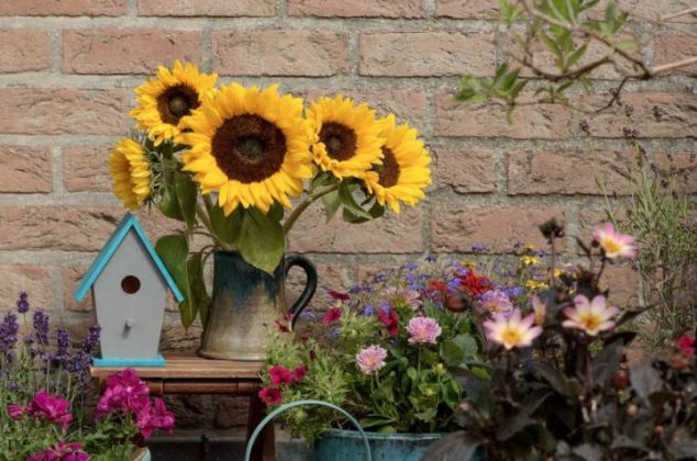 Cómo cultivar girasoles en casa paso a paso