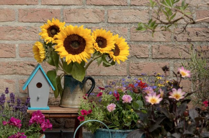 Cómo cultivar girasoles en casa paso a paso